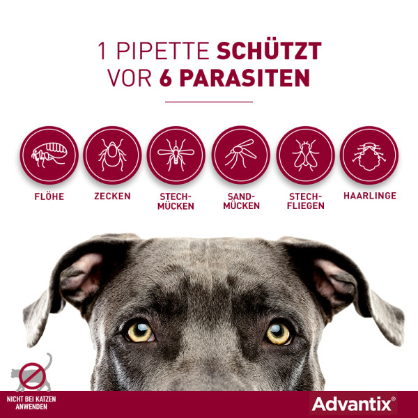 ADVANTIX Spot-on Lsg.z.Auftr.a.d.H.f.Hund bis 4 kg